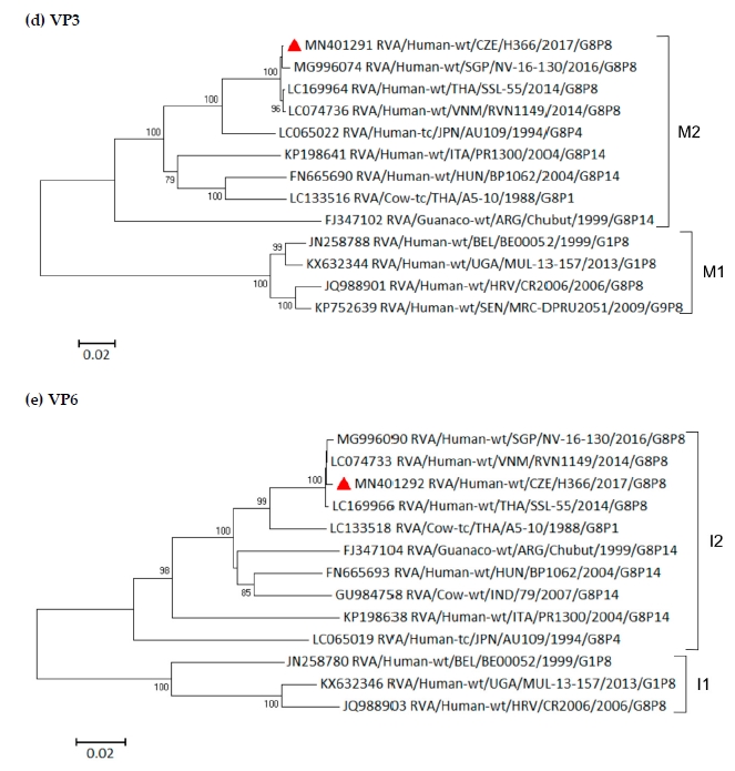 Emergence of Rare Bovine–Human Reassortant DS-1-Like Rotavirus A Strains with G8P[8] Genotype in Human Patients in the Czech Republic