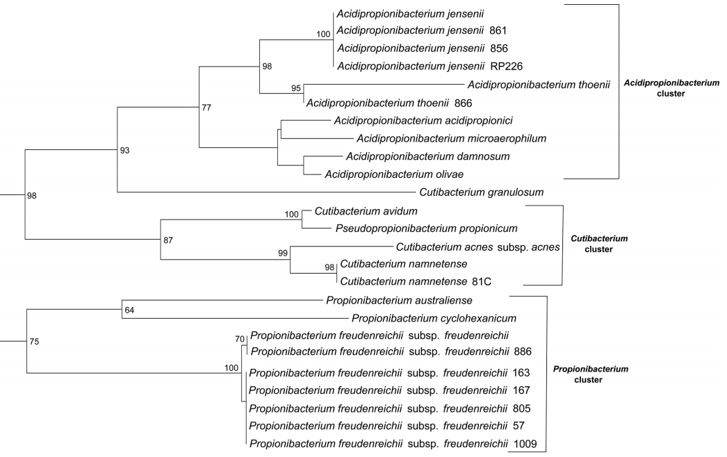 Variable regions of the glyS, infB and rplB genes usable as novel genetic markers for identification and phylogenetic purposes of genera belonging to the family Propionibacteriaceae