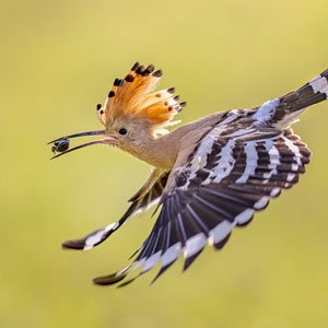 DNA metabarcoding a analýza eDNA